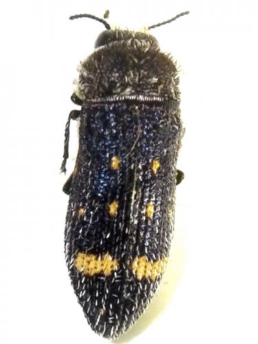 Réf. 233 830 : Acmaeoderella flavofasciata